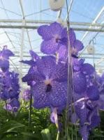 Thailand Tropical Natural Fresh Vanda Orchid Plants for Sale