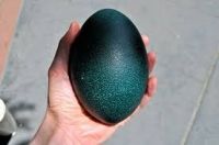 Emu Eggs