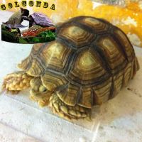 Geochelone sulcata (African Spurred Tortoise)