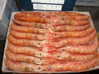 seafrozen shrimps (pleoticus muelleri)