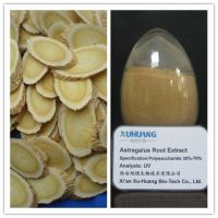 Astragalus extract root powder