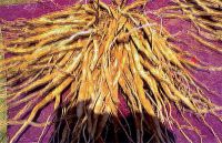 Asparagus racemosus (Satavar, Shatavari, or Shatamull) Dried & Cleaned Roots