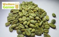 Export Arabica Coffee Beans | Arabica Coffee Bean Importer | Arabica Coffee Beans Buyer | Buy Arabica Coffee Beans | Arabica Coffee Bean Wholesaler | Arabica Coffee Bean Manufacturer | Best Arabica Coffee Bean Exporter | Low Price Arabica Coffee Beans | B