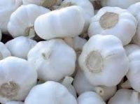 Fresh White  Garlic