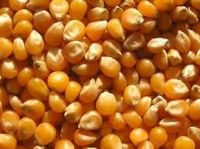 Yellow corn for animal feed