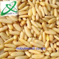 pine nut