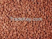new season's red /Anatto/Annotto/Annato/Annaatto/Annatto/Anotto seeds/grain at low price, Sell Annatto seeds. (Bixa orellana)