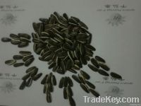 sunflower  seeds