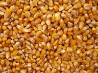 Yellow Non GMO Corn