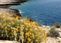 Helichrysum italicum