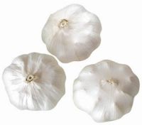 China Garlic