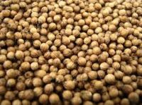 Coriander Seed