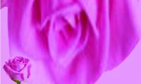 Fresh Cut Roses - Aqua