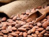 High Grade Dried  Raw Cocoa Beans for Sale
