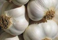 White Garlic