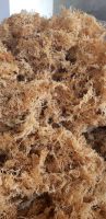 Wolesale sea moss/ Irish sea moss// Phoebe: +84344010866