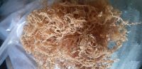 Sea moss/ Eucheuma Cottonii cheap price from Vietnam