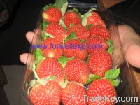 Fresh Strawberry