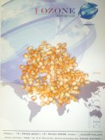 Maize | Maize Exporter | Corn Grain Seller | Maize Buyer | Bulk Maize Grain Importer | Corn bean Buyer | Corn bean Wholesaler | Corn Grain Manufacturer | Best Quality Corn Grain | Cheap Maize Supplier | Low Price Corn | Yellow Corn | White Cron | Baby Mai