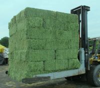 High Quality alfalfa hay