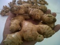 Top Quality Indonesian Ginger