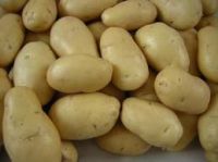 Holland Potatoes