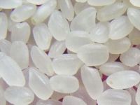 Japonica Rice