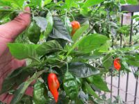 https://ar.tradekey.com/product_view/Bhut-Jolokia-quot-ghost-Chili-Pepper-quot-Seeds-6003121.html