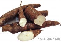 https://fr.tradekey.com/product_view/Cassava-6005909.html