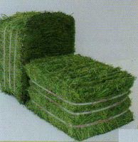 HIGH PROTEIN SUN DRIED ALFALFA HAY 