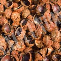 Coconut Shell 