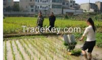 2rows manual rice planter/farm machine paddy transplanter/rice seeding machine