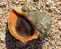 sea snails/rapana thomasiana