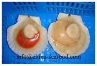 Frozen cooked scallop in shell meat 161015