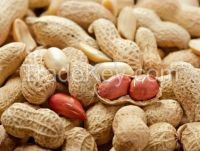 Peanuts