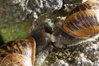 fresh dried and frozen snails