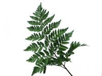 Leather Leaf