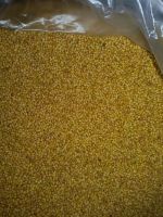 Berseem clover seed