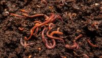 VERMICOMPOST FERTILIZER