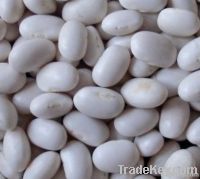 japanese type white beans