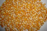 Unpopped Popcorn Kernels