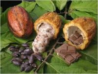 Organic cocoa