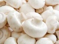 fresh white button mushroom