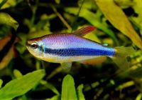 Emperor Tetra Fish