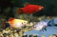 Platy Fish