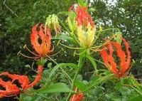 Best quality Gloriosa Superba Seed