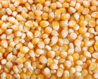 Dried Yellow Corn, White Corn and Soybeans,