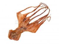 dried octopus