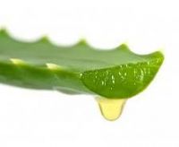 https://www.tradekey.com/product_view/Aloevera-Shampoo-6119539.html