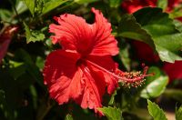 hibiscus flower